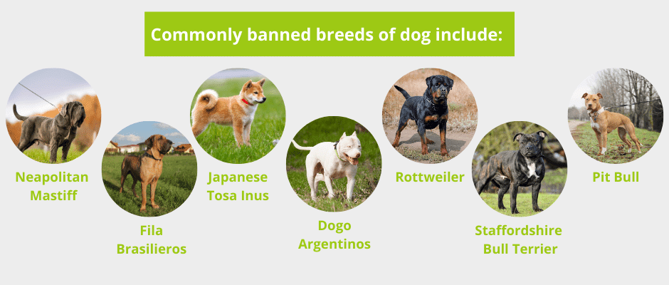 commonly banned breeds of dog