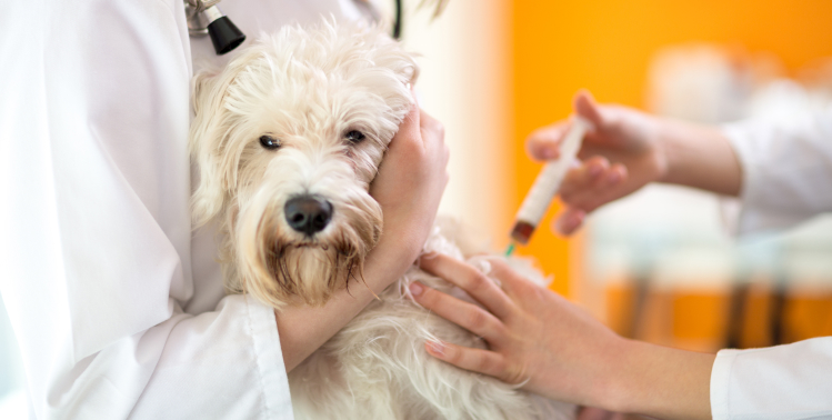 DO Retain Current Vaccination and Health Records for Your Dog