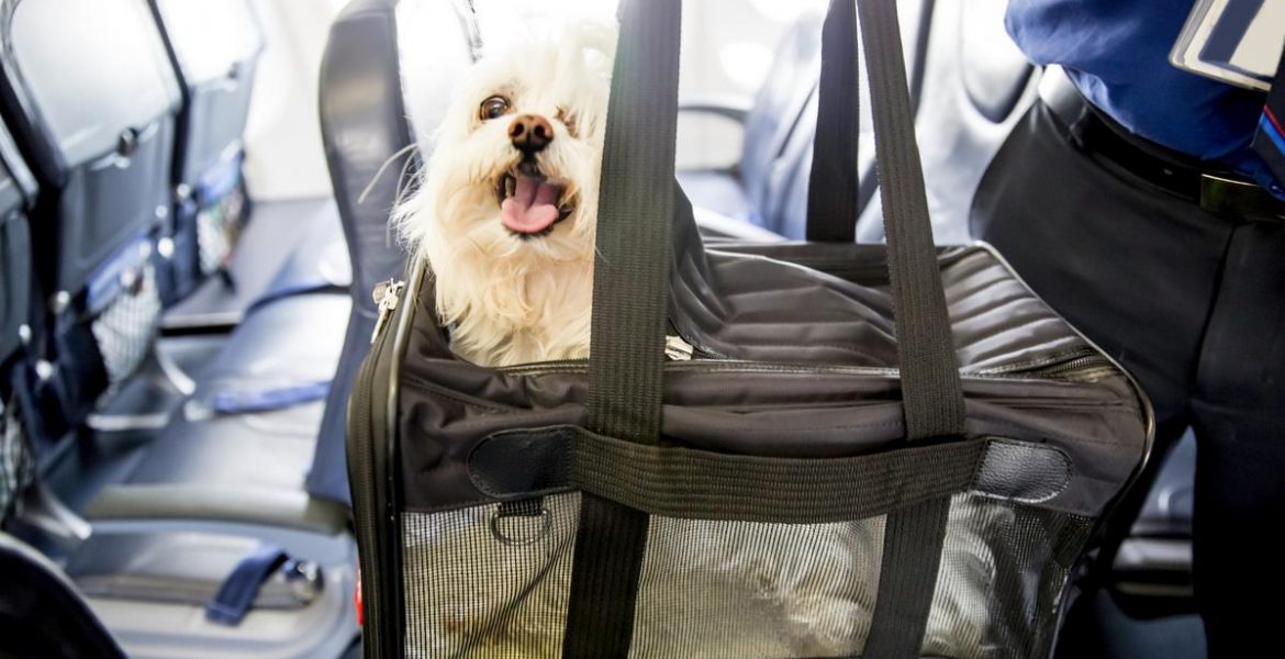 Pet Carrier to Take Your Emotional Support Dog on a Plane