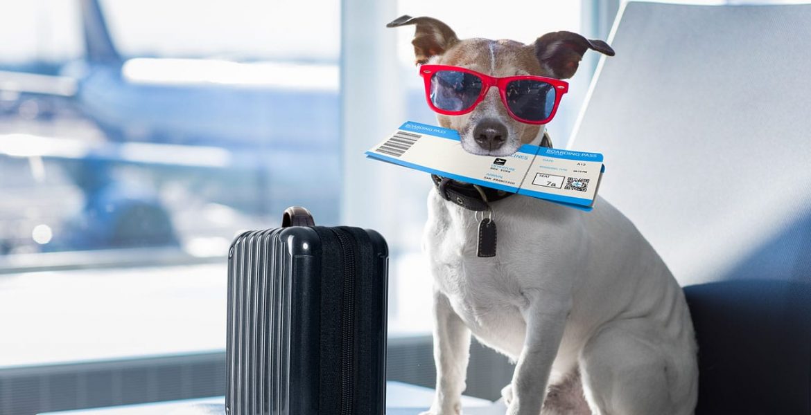 how-much-does-it-cost-to-fly-a-dog-certifymypet