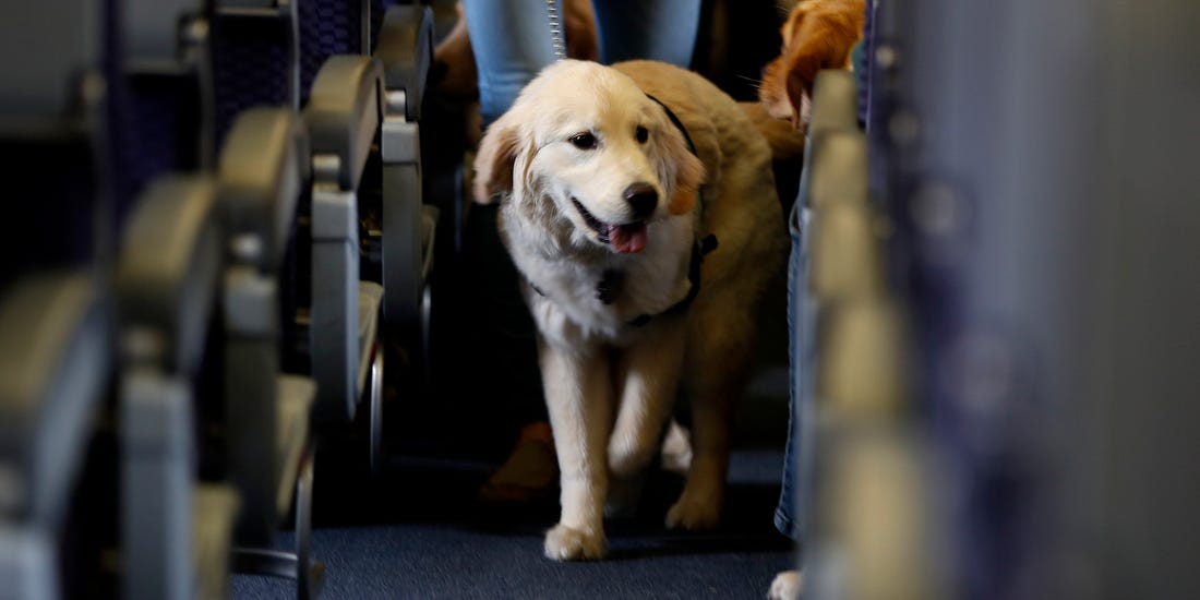 How Much Does it Cost to Fly a Dog?