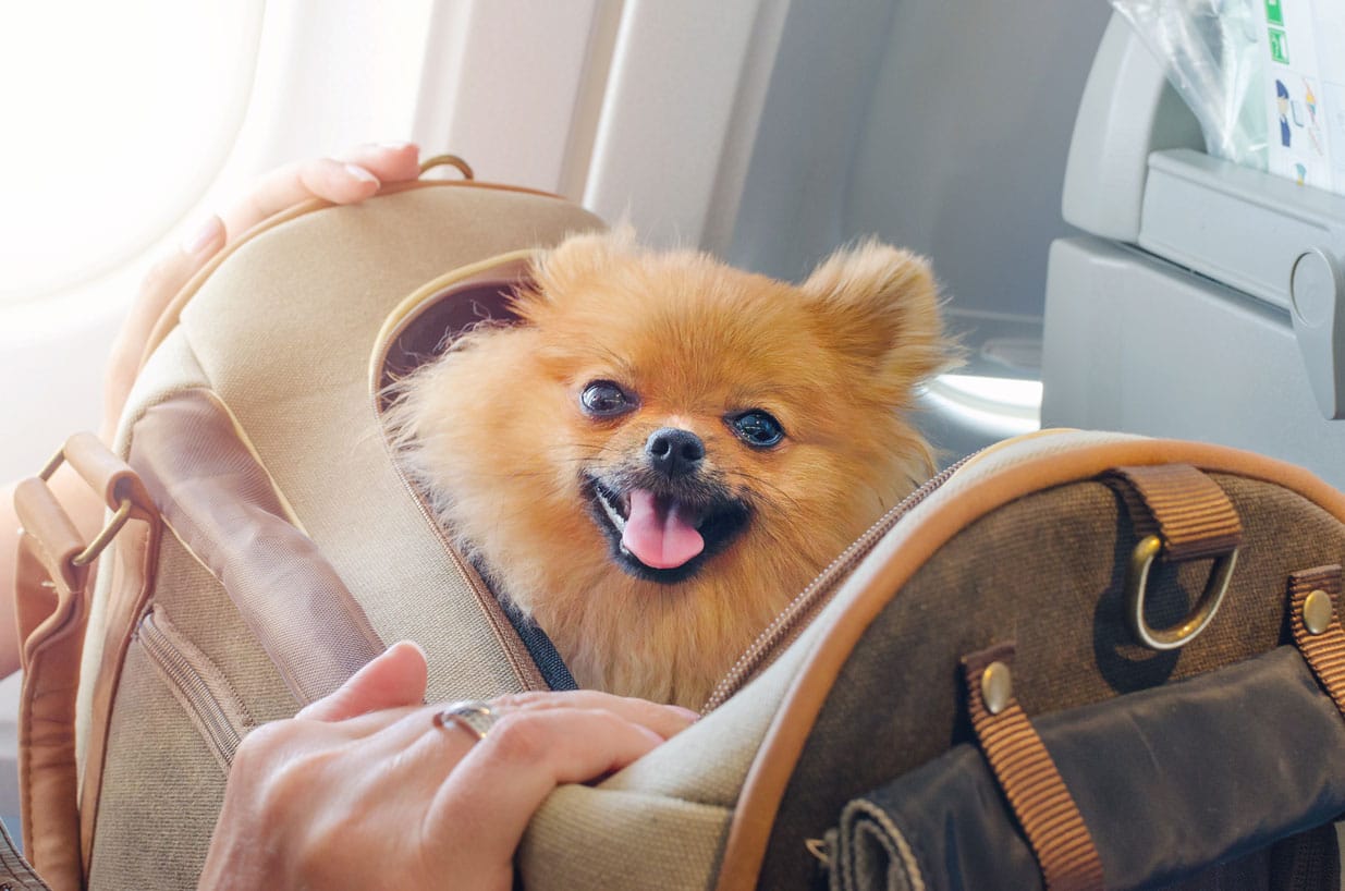 Taking Your Dog on a Plane: Do's and Don'ts