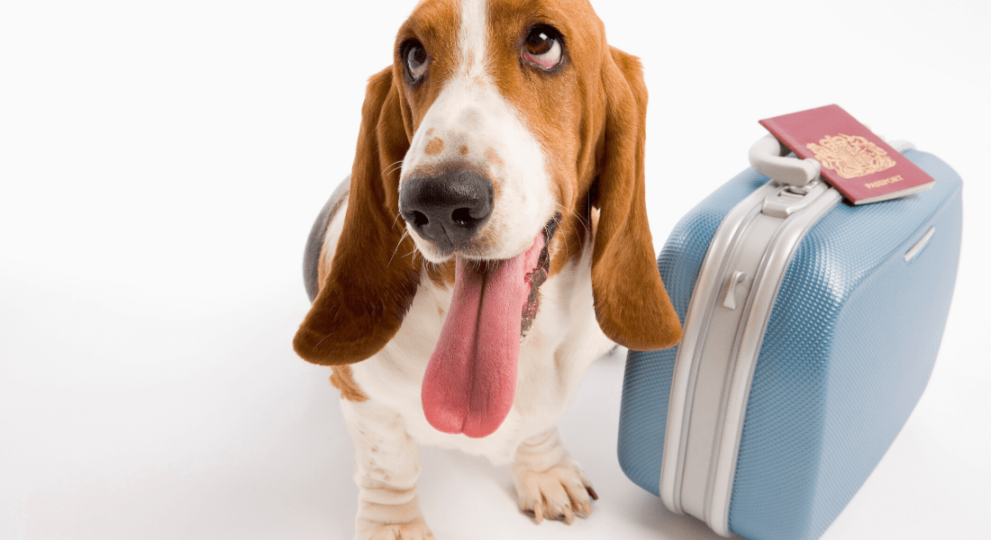 Traveling Internationally with a Dog CountrySpecific Requirements