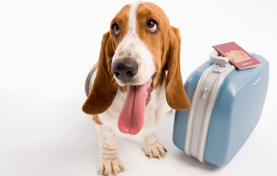 traveling internationally with a dog