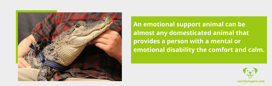 Emotional support animals can be any species