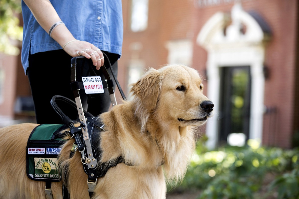 Dr. Bethany McCall on the Power of Emotional Support and Service Dogs Enhancing People’s Life