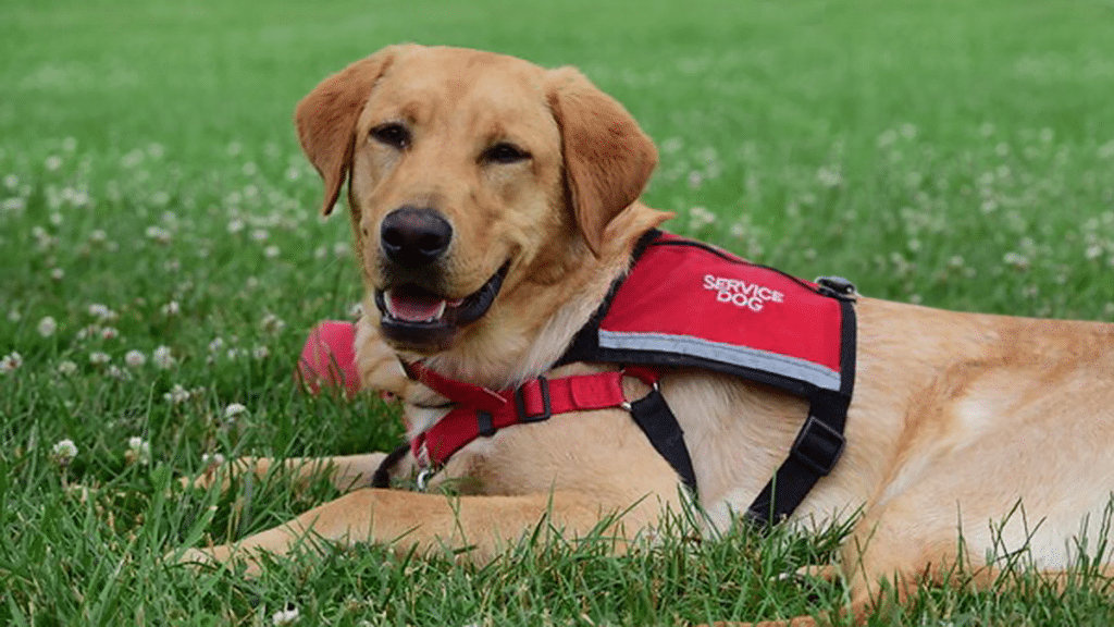 Your Emotional Support Dog Can Become a Service Dog