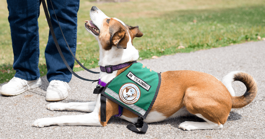 Here’s How Psychiatric Service Dogs Help with Mental