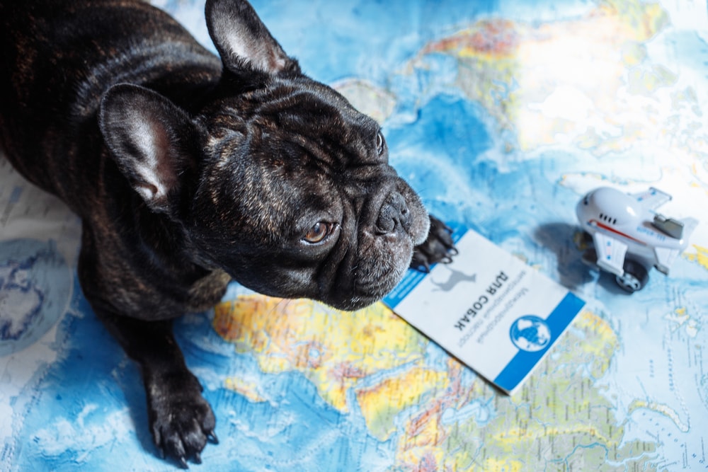 Traveling Internationally with a Service Dog