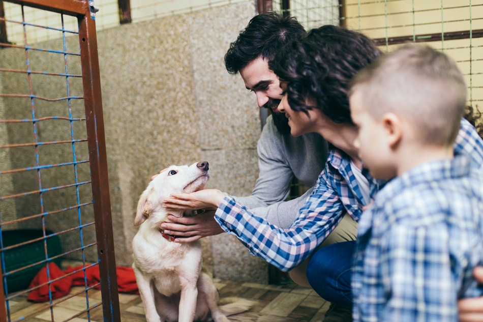 Adopting An Emotional Support Animal Or Service Dog
