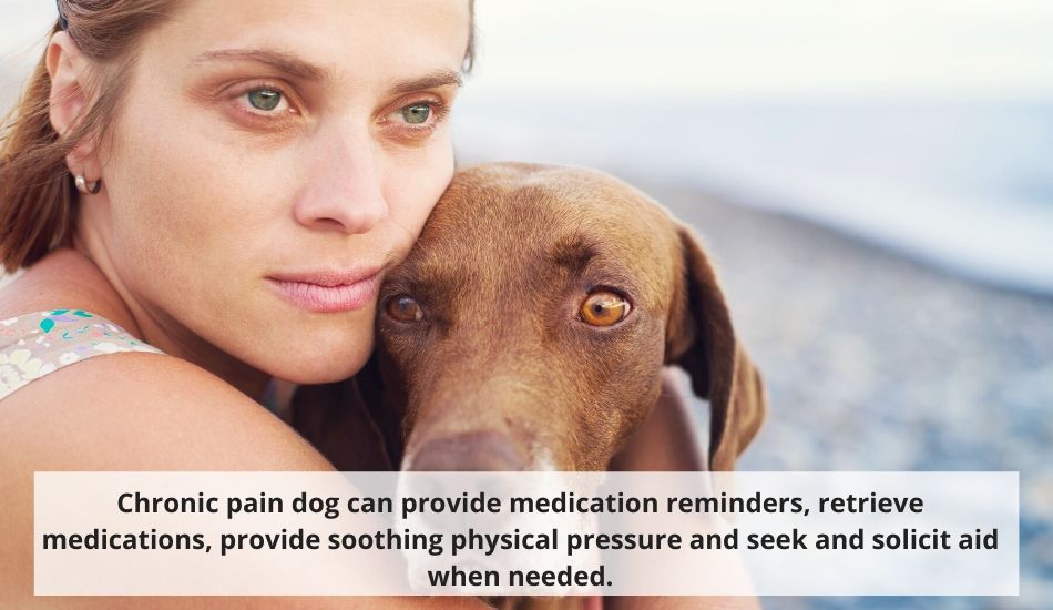 Chronic Pain Service Dog