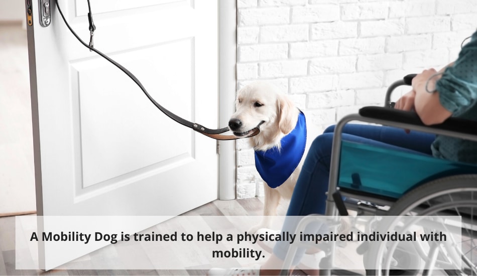 Mobility Service Dog