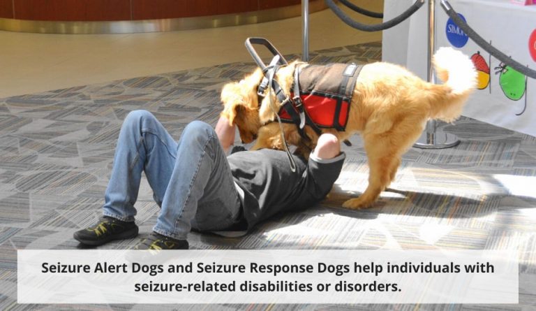 All 12 Service Dogs Types And What They Do - Certifymypet.com