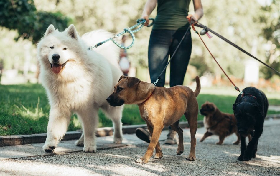 all-12-service-dogs-types-and-what-they-do-certifymypet